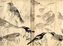 森琴石「鳥類など写生帖」